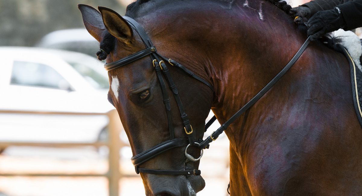 horse-1966517_1920 (1)