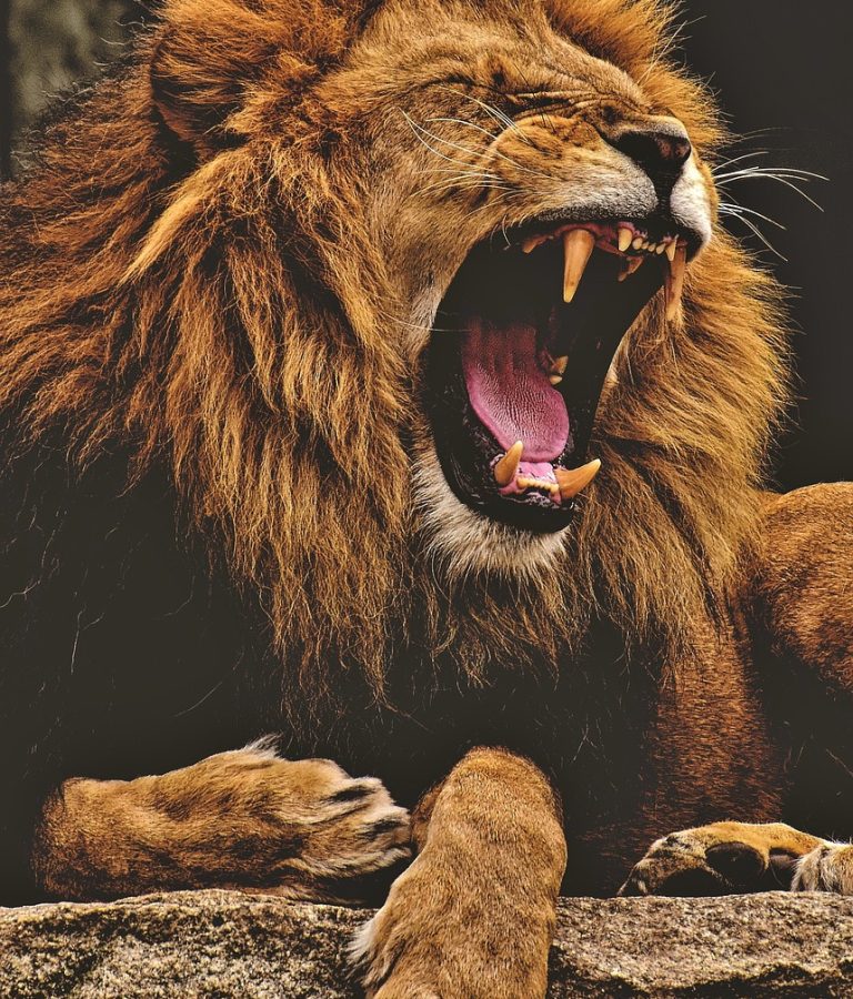 lion-3576031_1280 lion-3576031_1280